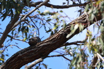common bronzewing
