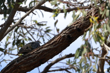 common bronzewing