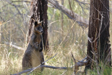 black wallaby