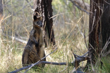 black wallaby