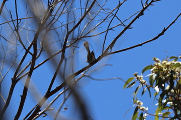 grey fantail