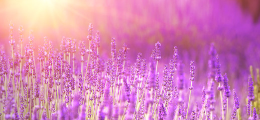 Lavender field aerial view. Purple lavender garden. Spa essential oil of beautiful herbs.