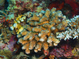 Fototapeta na wymiar The amazing and mysterious underwater world of Indonesia, North Sulawesi, Bunaken Island, stone coral