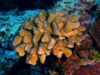 The amazing and mysterious underwater world of Indonesia, North Sulawesi, Bunaken Island, stone coral