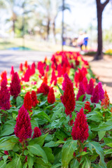 Fototapeta premium Flowers in garden.