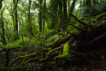Fototapeta premium Fern, moss on tree plant in tropical rain forest