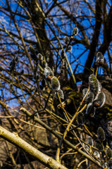 bazie  © wedrownik52