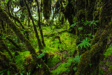 Fern, moss on tree plant in tropical rain forest