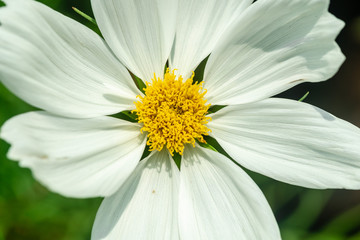 Fototapeta premium Close up of White Narrowleaf zinnia(Zinnia angustifolia) beautiful white flower