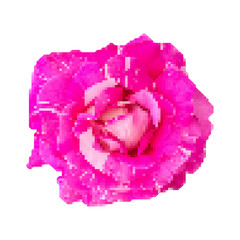 Large pink rose. Fresh red rose. Realistic rose in poligonal style. Mosaic texture, pixel art.