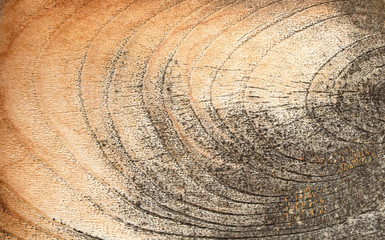 Fototapeta premium wood