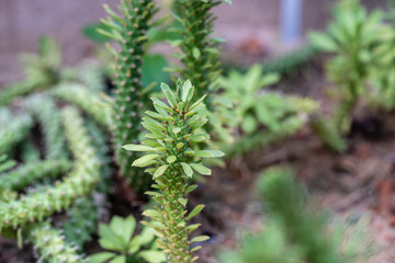 Monadenium lugardiae succulent plant from Zimbabwe.