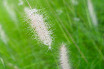 Obraz premium soft delicate white grass flower on the summer green meadow field nature background