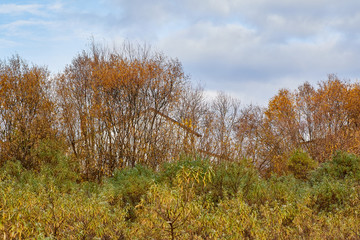 Fototapeta premium View of the house through the trees in a cloudy day. Rural landscape