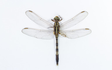 dragonfly isolated on a white backgroun