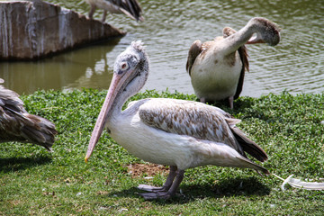 Pelican (Pelecanus philippensis) sunbathing