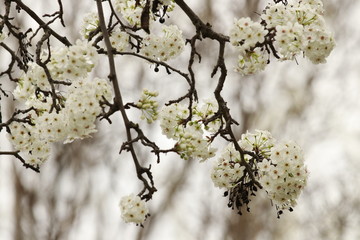 Spring Flowers Blossom