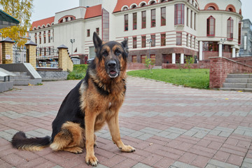 Dog German Shepherd in a city in a day