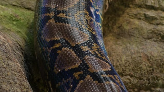 Body squamous of reticulated python snake crawling in a terrarium