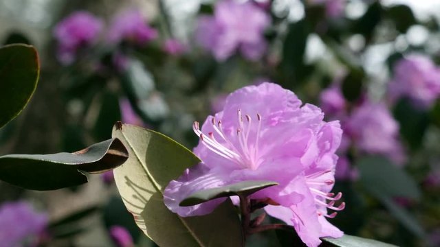 Wind blows PJM Rhododendron on the grounds of Biltmore House in Spring.