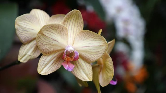 Beautiful Orchid in full bloom.