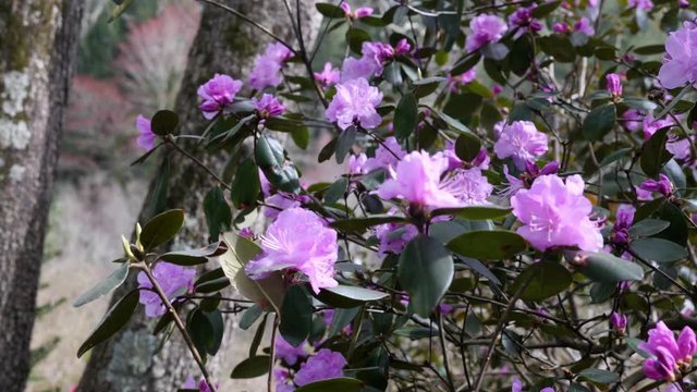 PJM Rhododendrons bloom in spring on the grounds of Biltmore House in Asheville, North Carolina