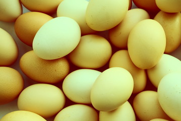 the chicken eggs