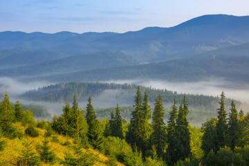 Fototapeta na wymiar Morning Fog in a Wooded Valley