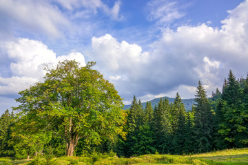 Fototapeta premium Old Tree on a Forest Glade and Clouds