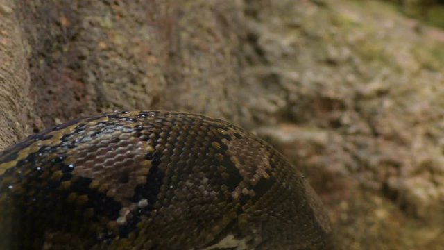 Body of reticulated python snake crawling in a terrarium - Python reticulatus