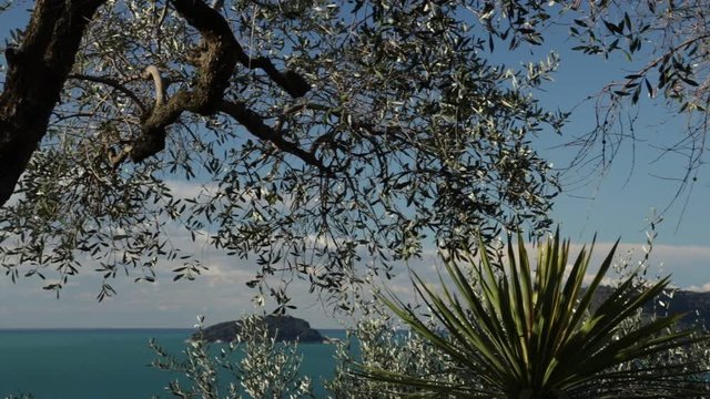 Garden with olive trees overlooking the sea. In the Gulf of La Spezia, near the Cinque Terre an olive grove overlooking the sea. In the foreground olive fronds and a Dracena plant.