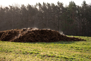 A pile of manure on an agricultural field for growing bio products