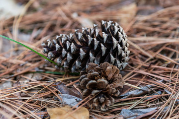 Big and small pine cones lie on the fallen needles in the Sochi Botanical Garden. Russia