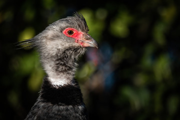 Close up portrait of a southern screamer or crested screamer (Chauna torquata) bird at the Pantanal, Mato Grosso, Brazil.