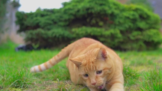 Cat jumping and playing in grass, close up angle. Green blurry bakcground.