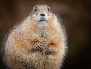 Portrait of a black tailed prairie dog (Cynomys ludovicianus) guarding its territory in Texas, The United States. 
