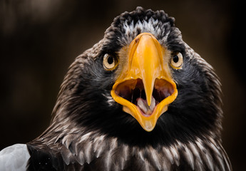 Steller's sea eagle portrait. Imposing close up portrait of Steller's sea eagle (Haliaeetus pelagicus). 