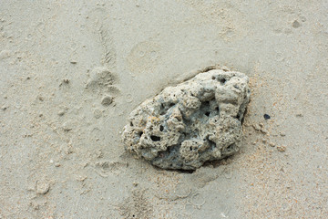 Die coral on sand beach,soft focus.