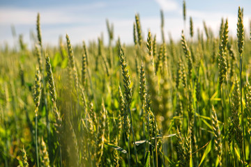 Fototapeta premium Wheat field and countryside scenery