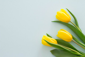 水色の背景と黄色のチューリップで、春とプレゼントのイメージ