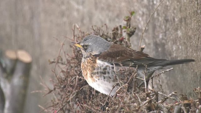 Fieldfare close up on cotoneaster bush