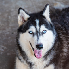 siberian husky