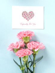 Beautiful fresh blooming baby pink color tender carnations isolated on bright blue background, mothers day thanks design concept,top view,flat lay,copy space,close up,mock up