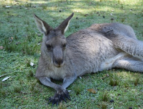 kangaroo