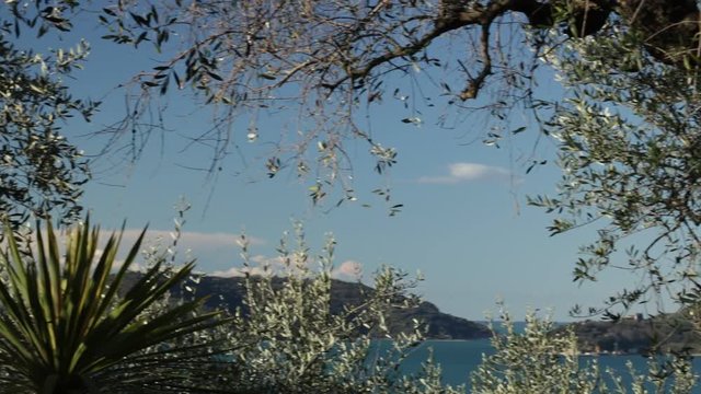 Garden with olive trees overlooking the sea. In the Gulf of La Spezia, near the Cinque Terre an olive grove overlooking the sea. In the foreground olive fronds and a Dracena plant.
