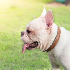 Fototapeta premium french bulldog on grass field