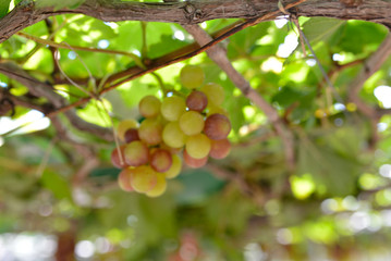 Close up bunch of grapes on vine, green grapes in grape farm at Central Vietnam