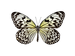 Fototapeta na wymiar Idea leoconone butterfly