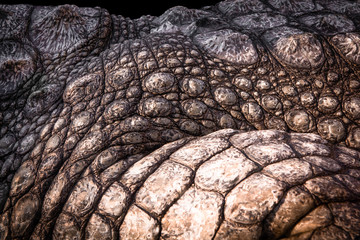 Obraz premium Close up of crocodile skil. The skin is used for leather. Crocodile skin texture background. 