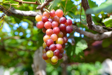 Close up bunch of grapes on vine, green grapes in grape farm at Central Vietnam